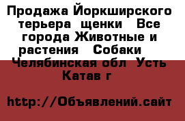 Продажа Йоркширского терьера, щенки - Все города Животные и растения » Собаки   . Челябинская обл.,Усть-Катав г.